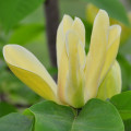 Magnolia Brooklynensis